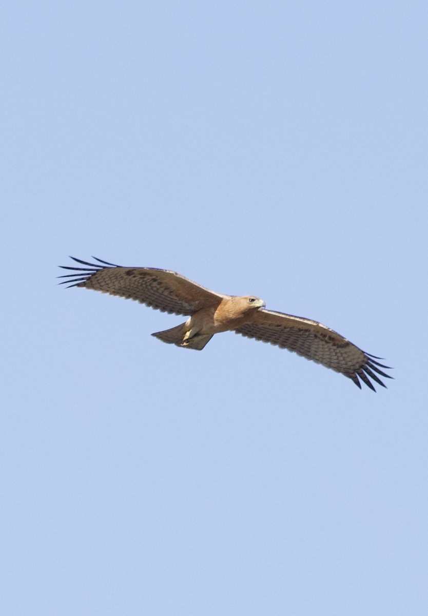 Aigle de Bonelli - ML642956193