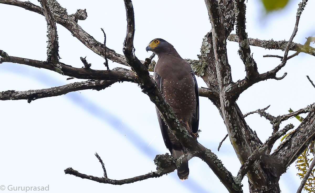 Crested Serpent-Eagle - ML642956196