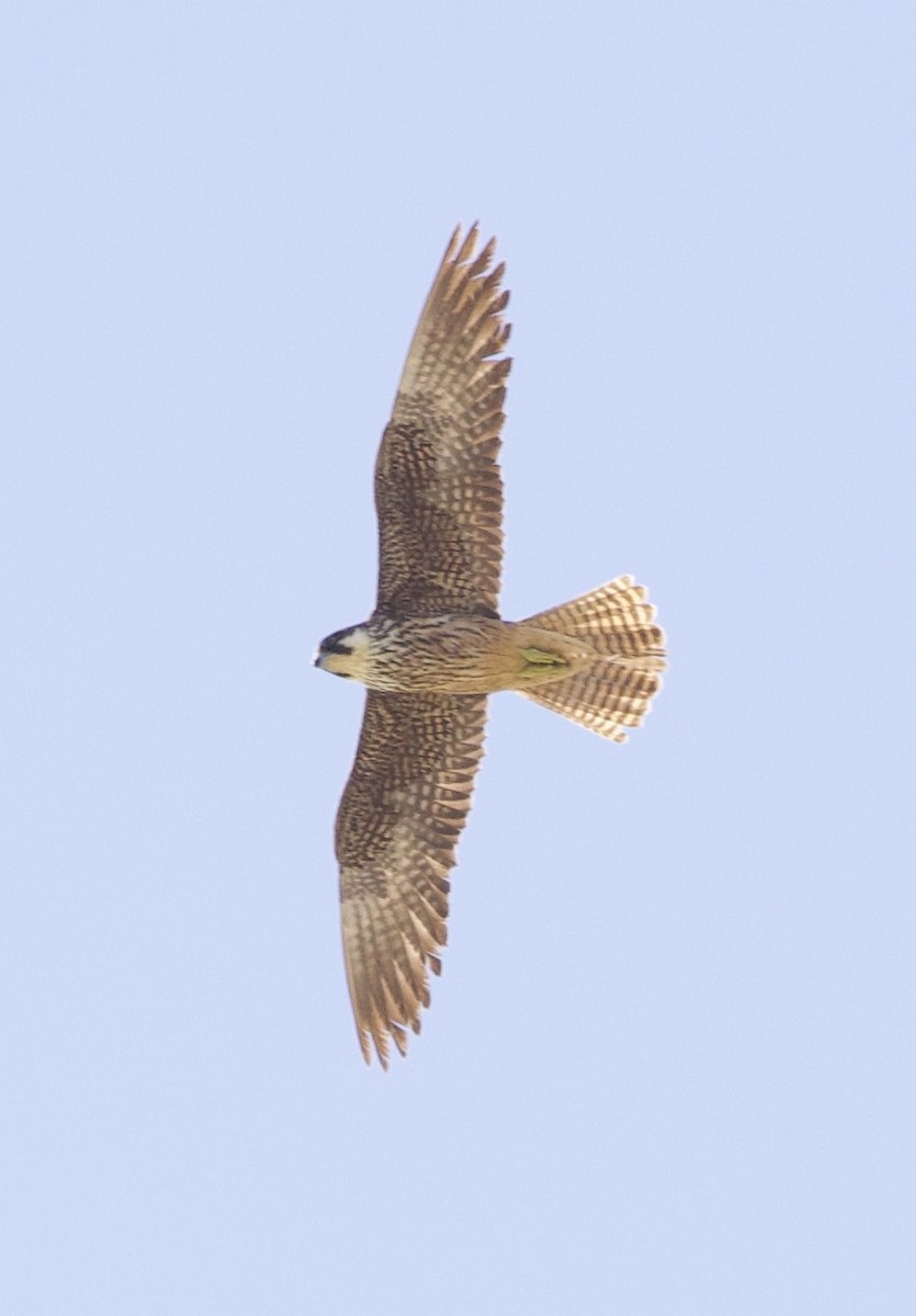 Eleonora's Falcon - ML642956214