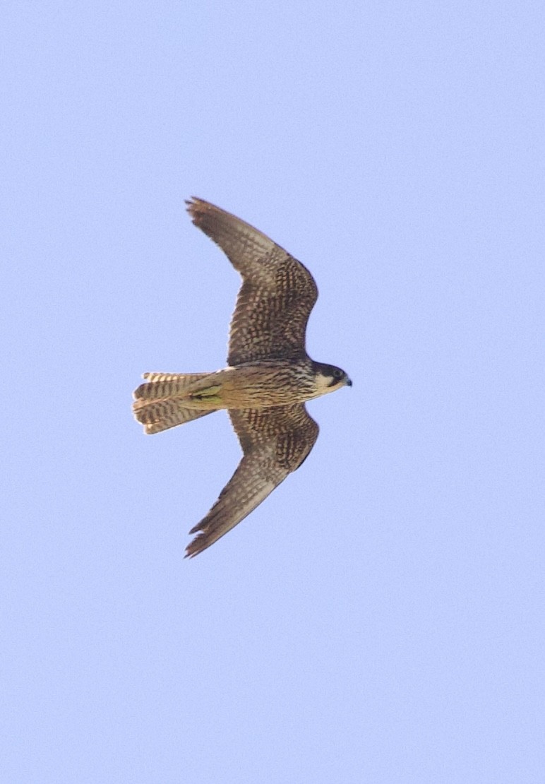 Eleonora's Falcon - ML642956215