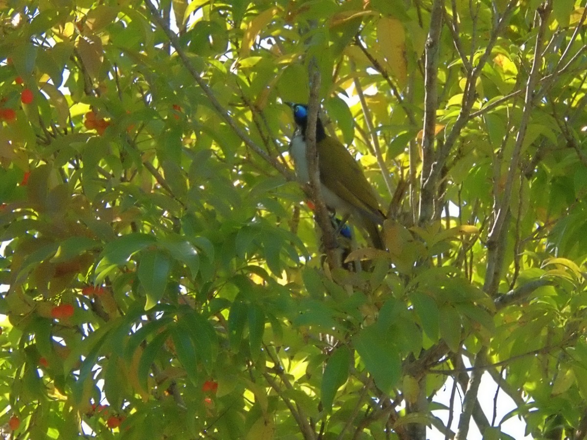 Blue-faced Honeyeater (Blue-faced) - ML642956235