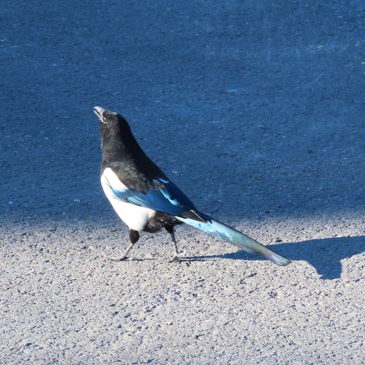 Black-billed Magpie - ML642956237