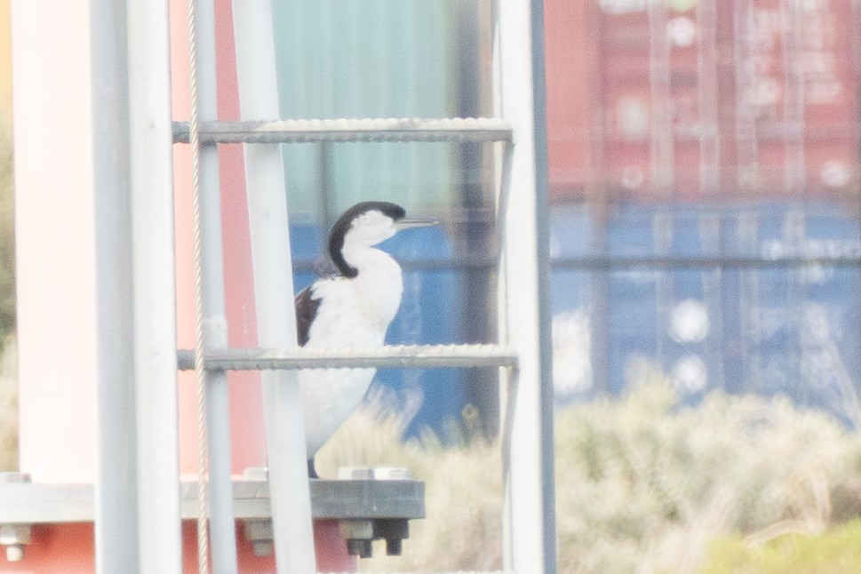 Cormorán Carinegro - ML642956243