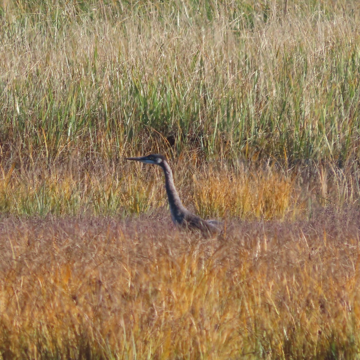 Great Blue Heron - ML642956246