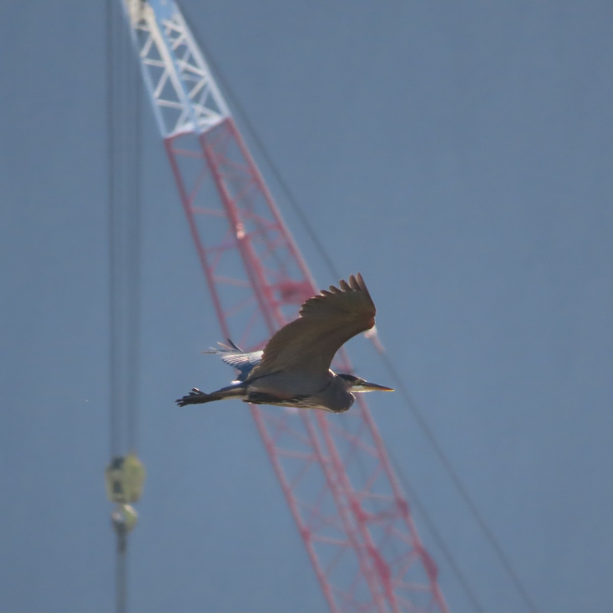 Great Blue Heron - ML642956249