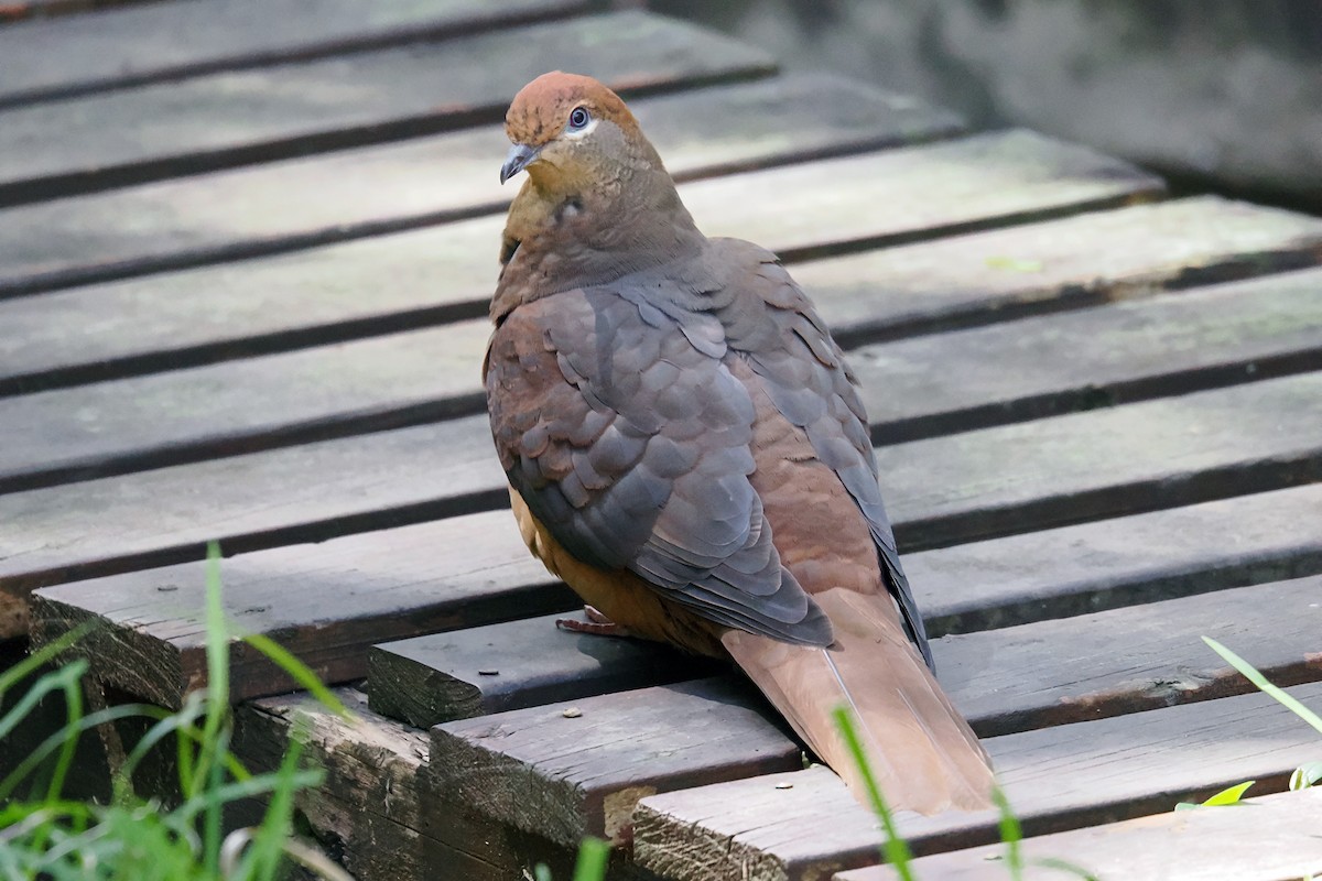 Brown Cuckoo-Dove - ML642956282
