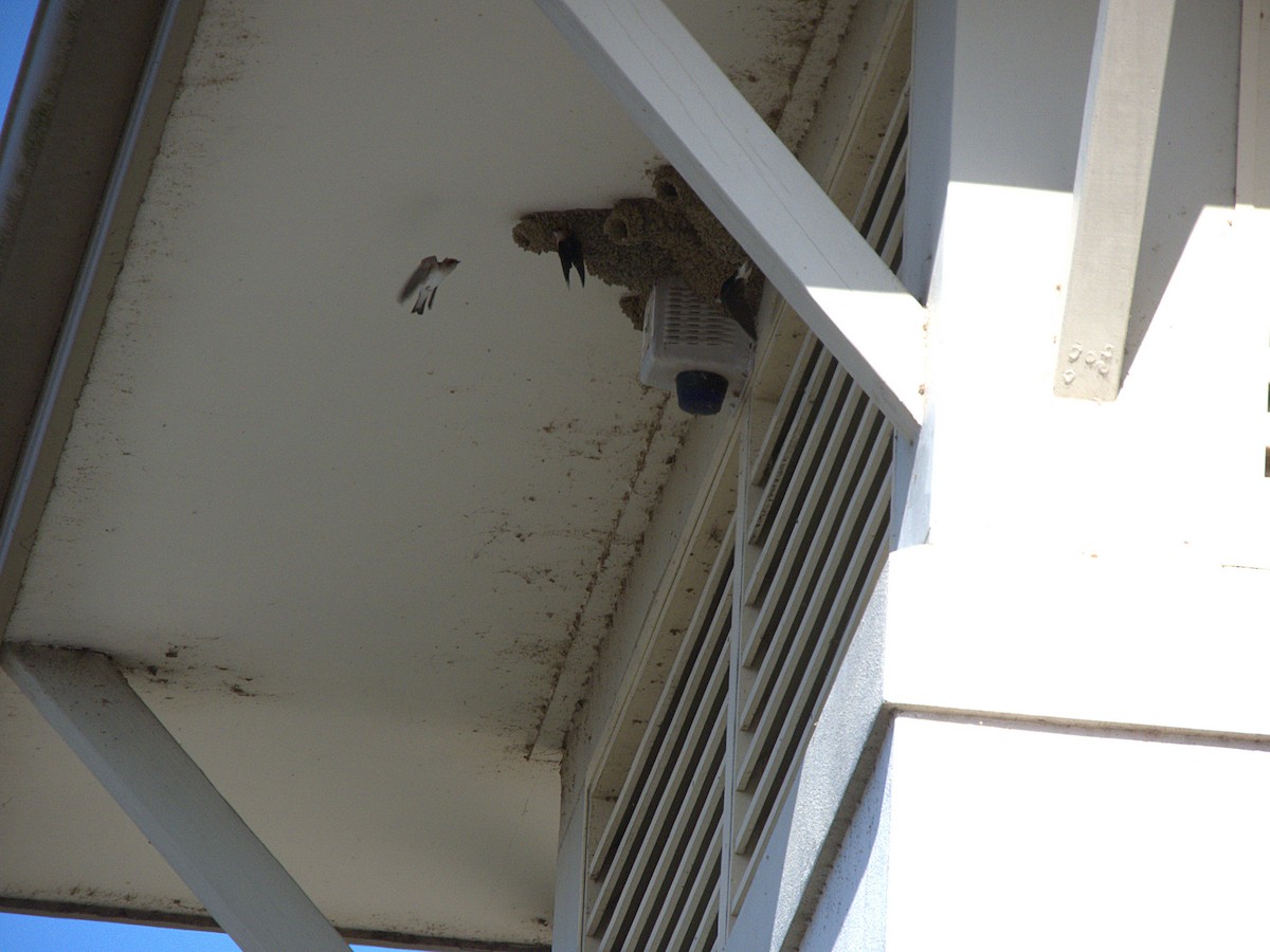 Fairy Martin - Peter Gelding