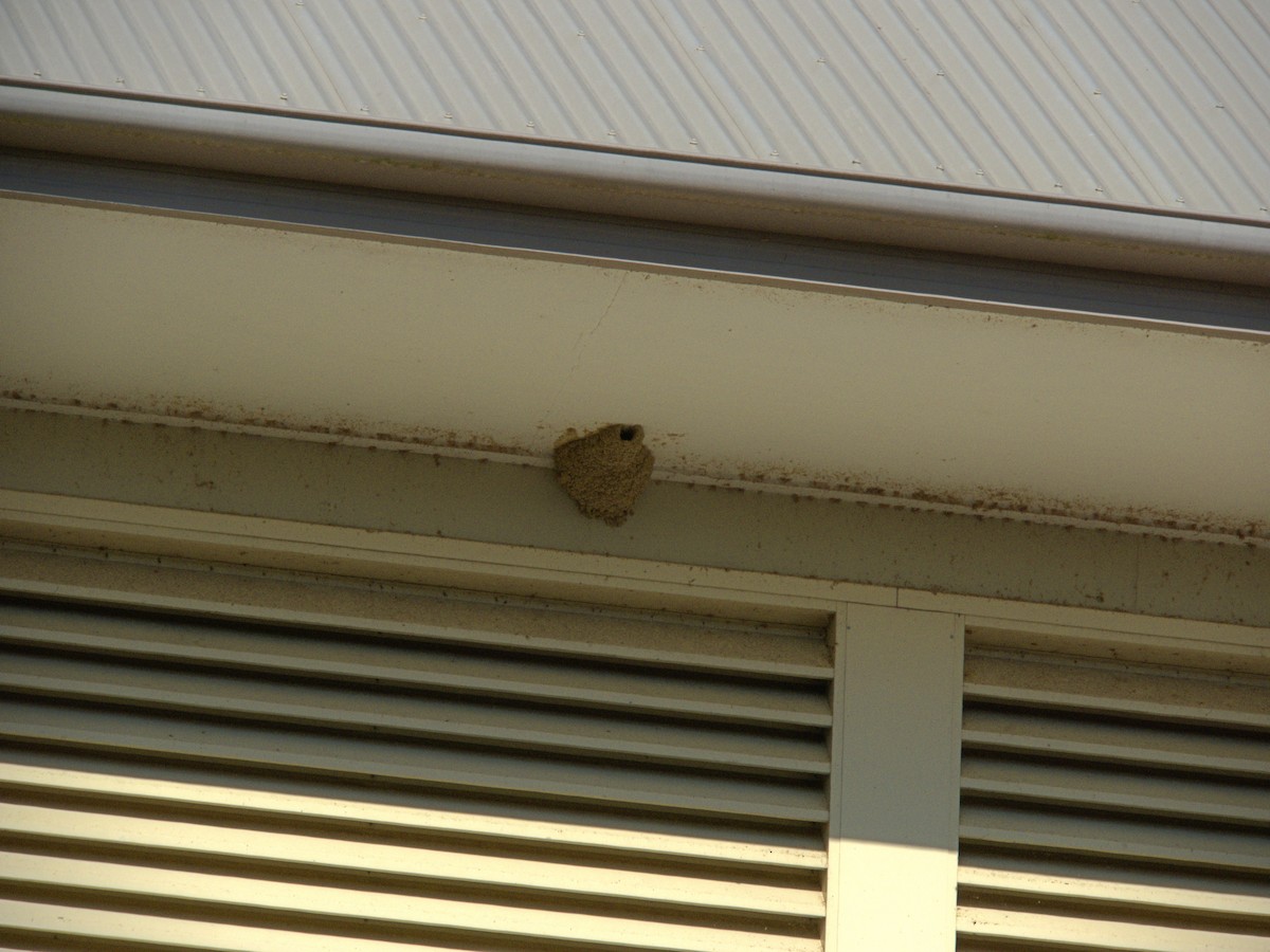 Fairy Martin - ML642956290