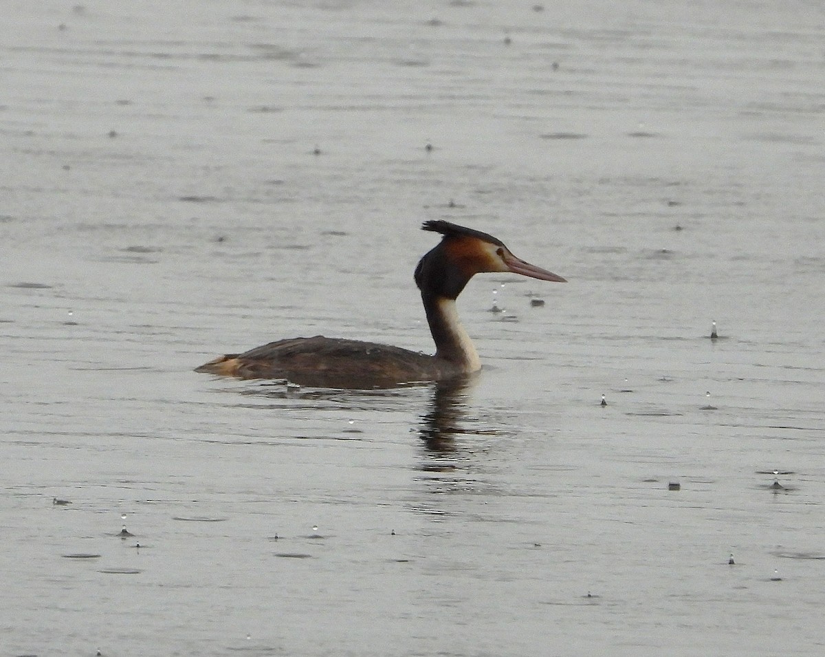 Great Crested Grebe - ML642956299