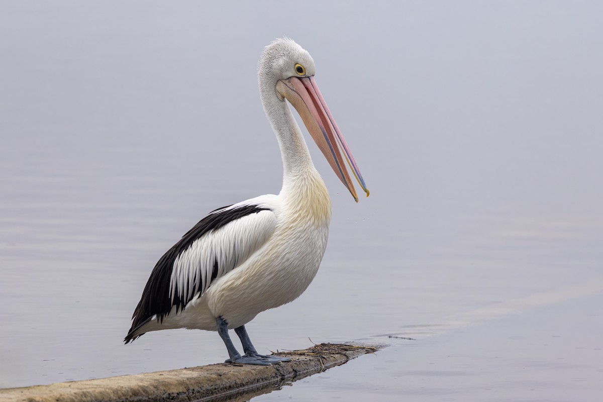 Australian Pelican - ML642956300