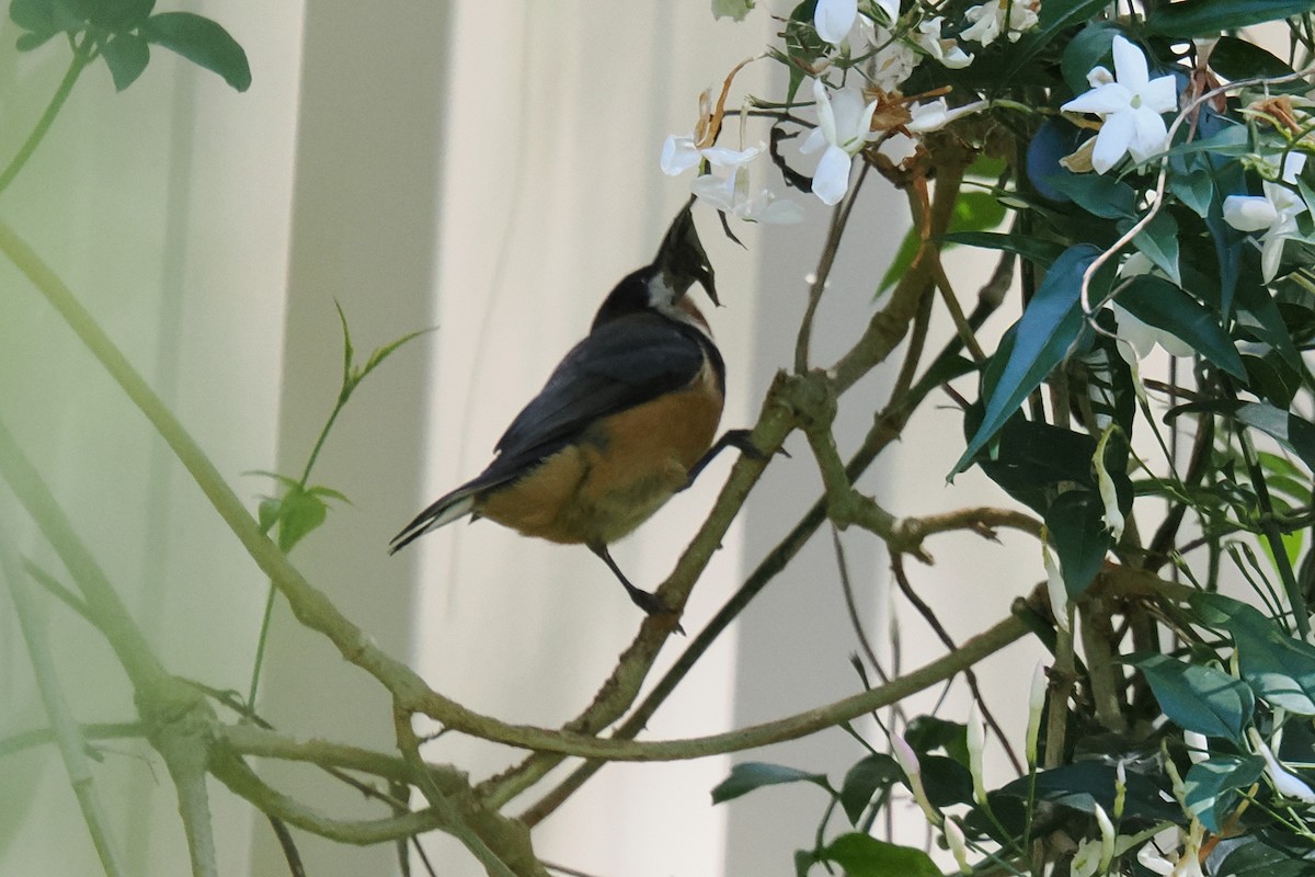 Eastern Spinebill - ML642956338