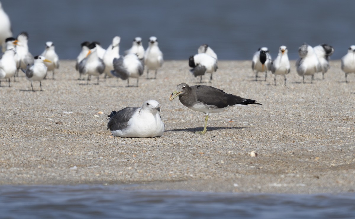 Sooty Gull - ML642956350