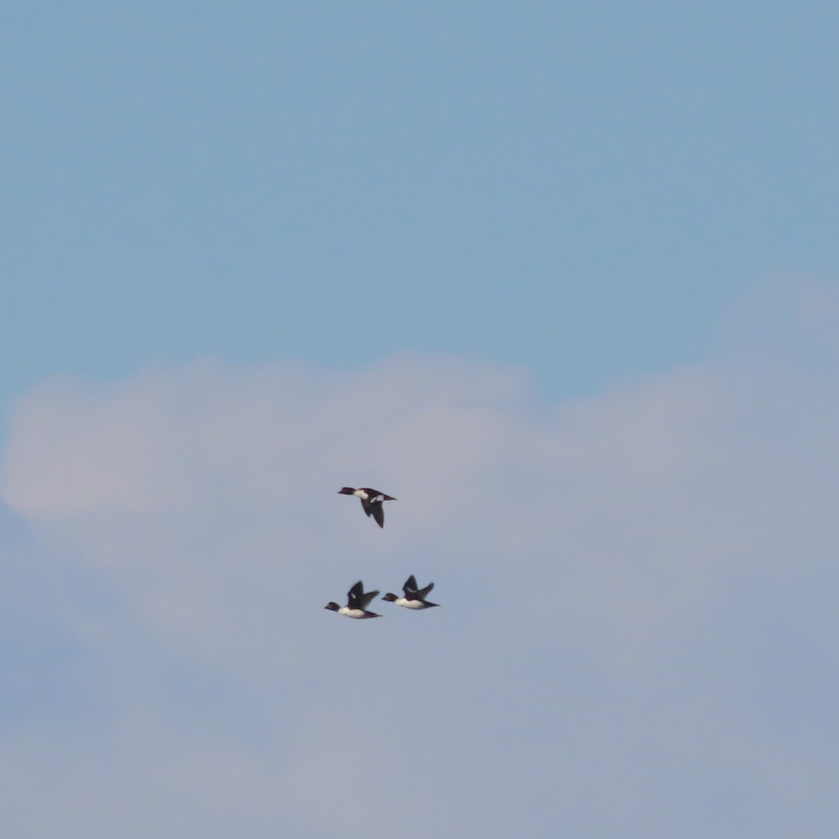 Barrow's Goldeneye - ML642956354