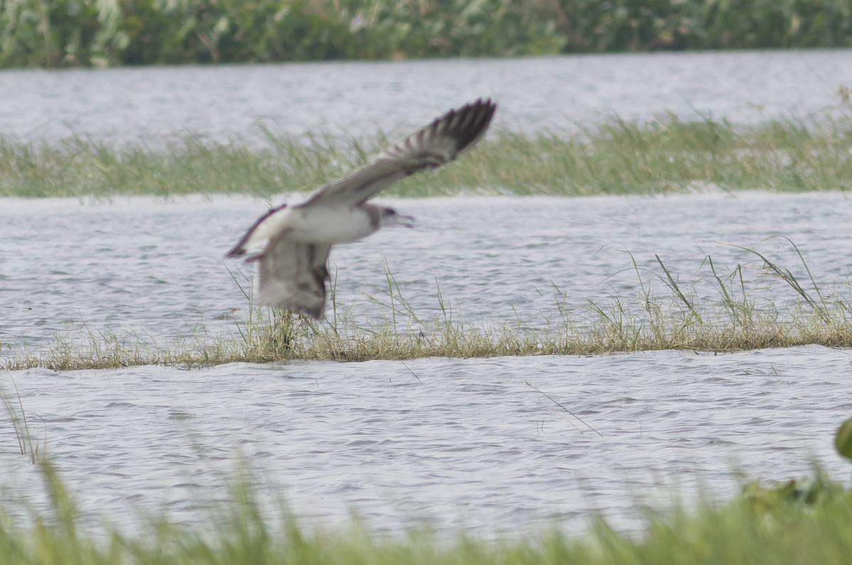 Pallas's Gull - ML642956356