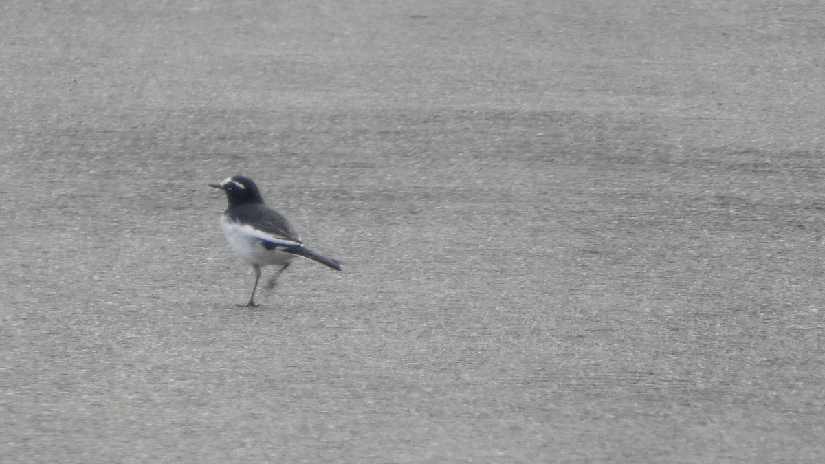 Japanese Wagtail - ML642956357