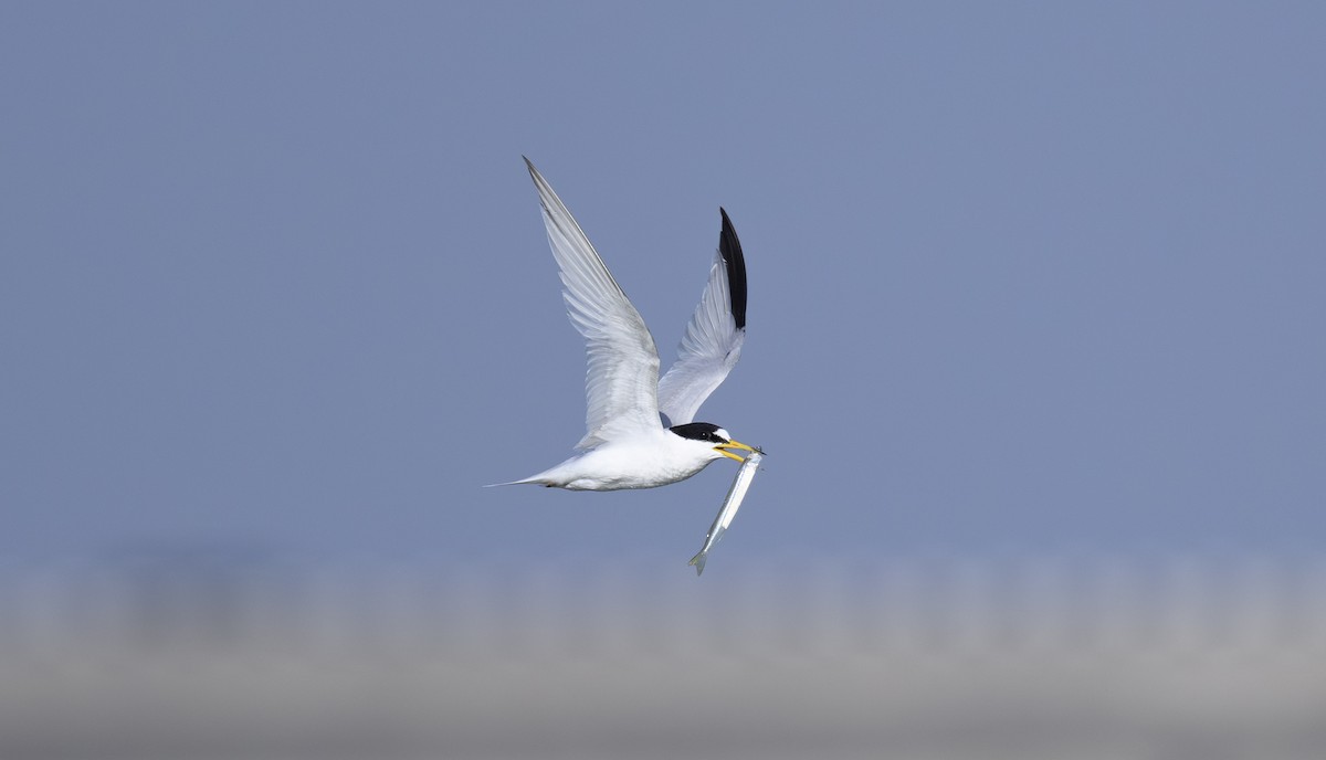 Saunders's Tern - ML642956359