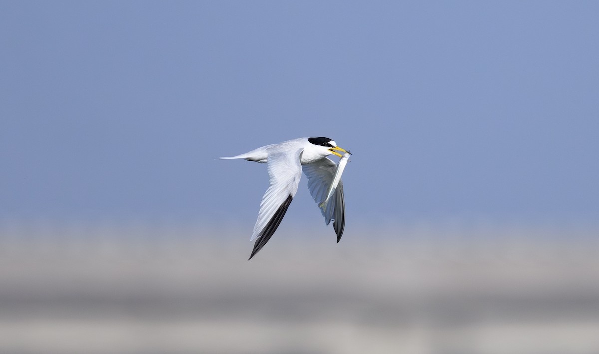Saunders's Tern - ML642956361