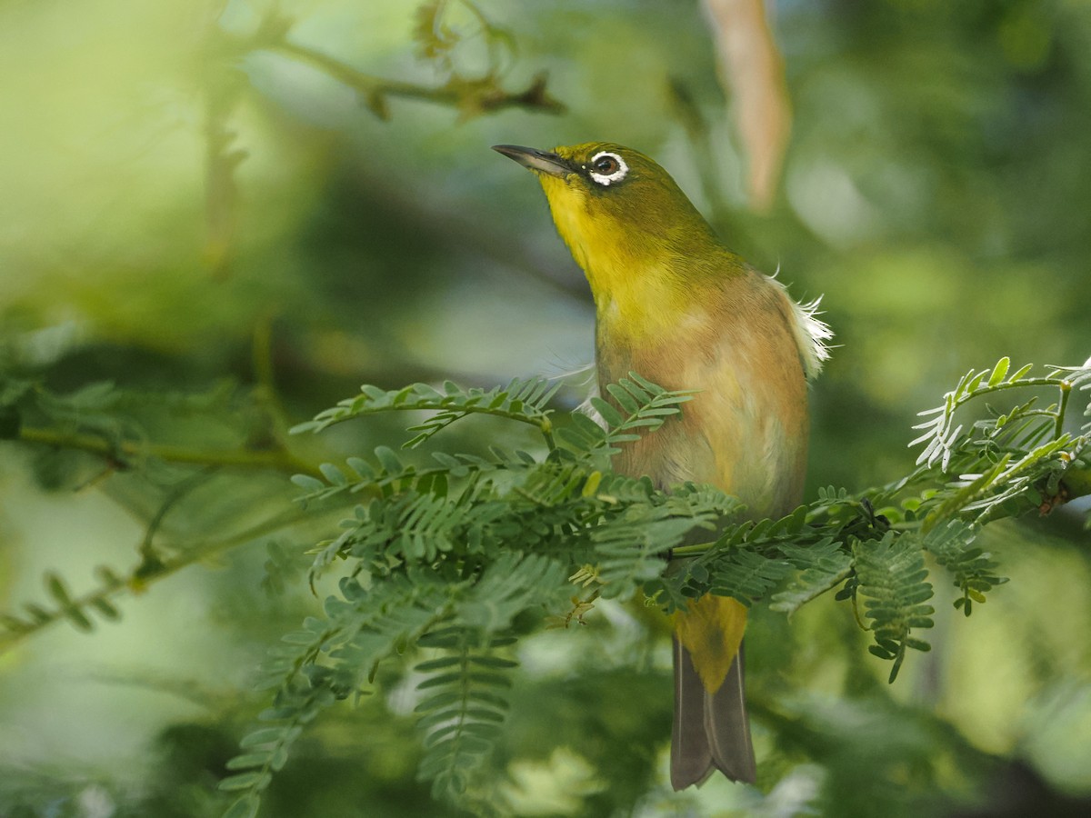 Warbling White-eye - ML642956372