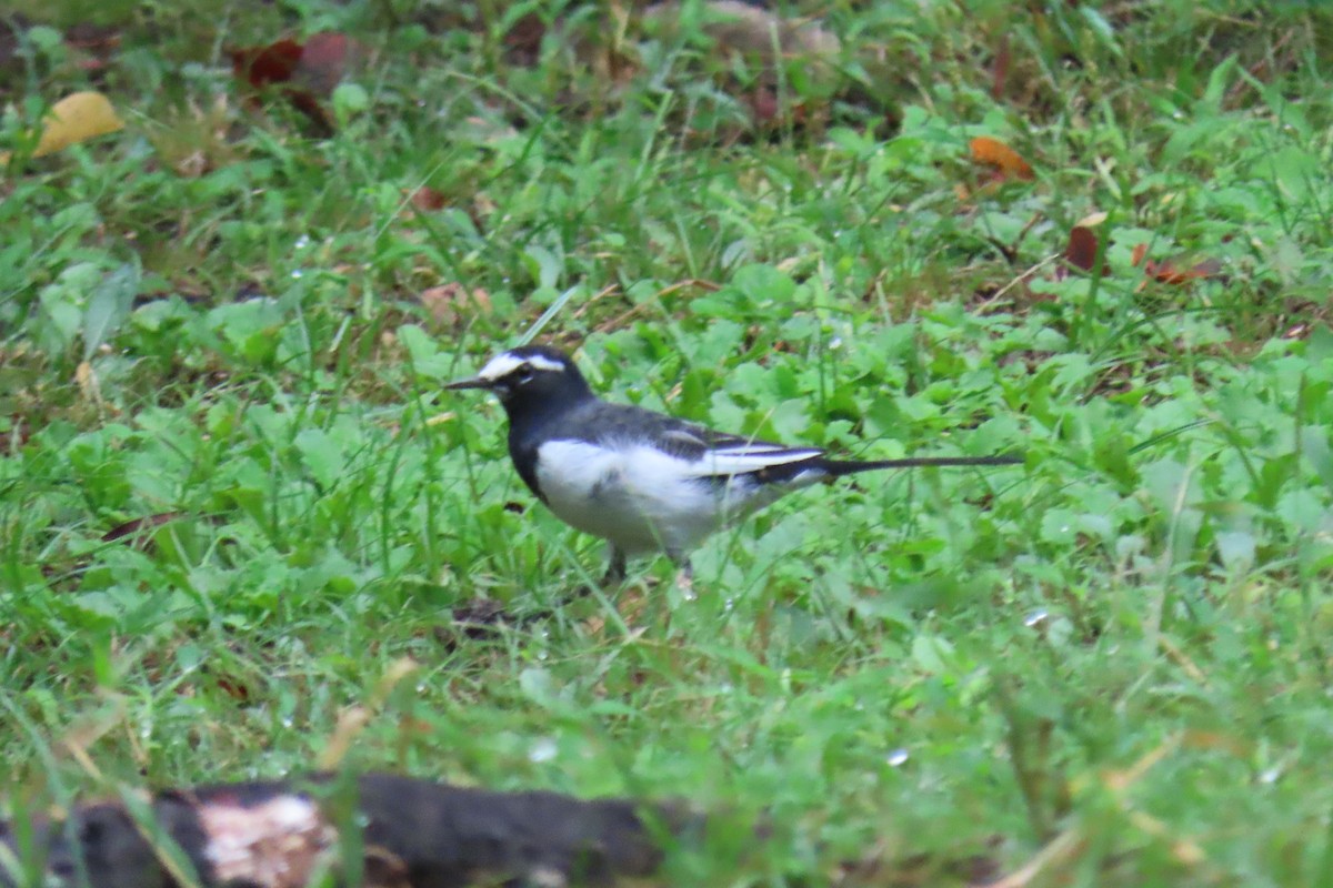 Japanese Wagtail - ML642956399
