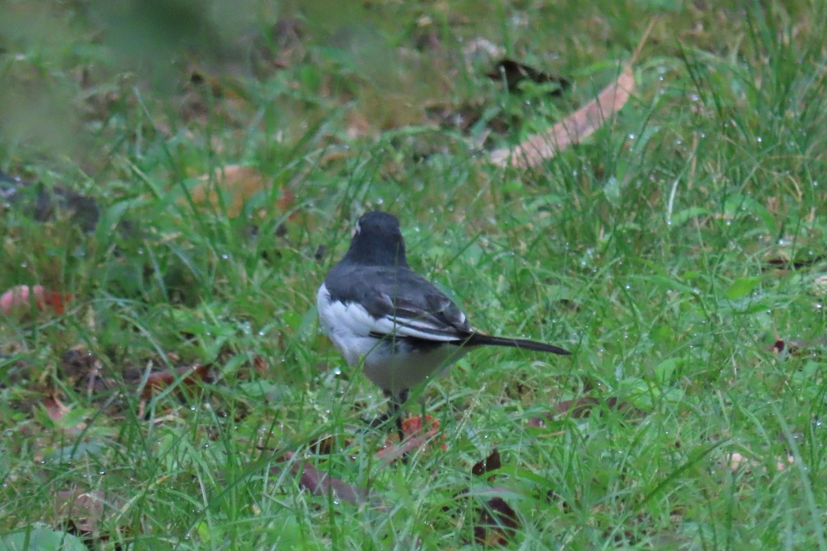 Japanese Wagtail - ML642956402