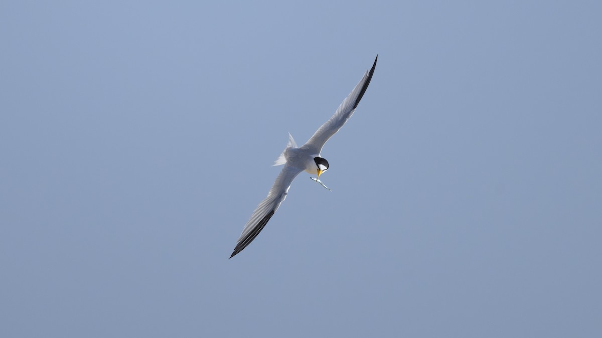 Saunders's Tern - ML642956403