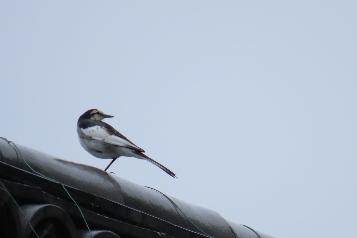 Japanese Wagtail - ML642956445