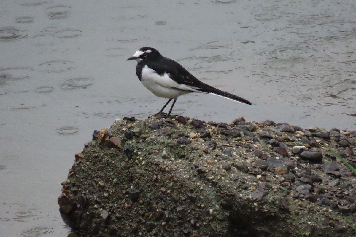 Japanese Wagtail - ML642956448