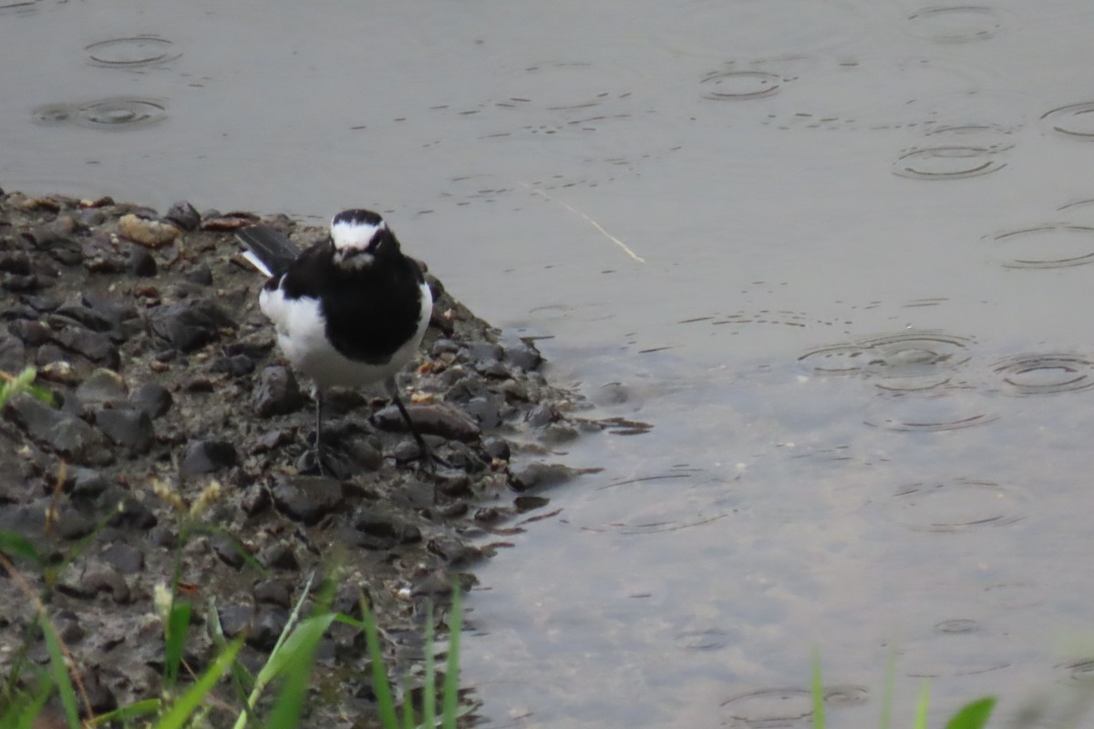 Japanese Wagtail - ML642956450