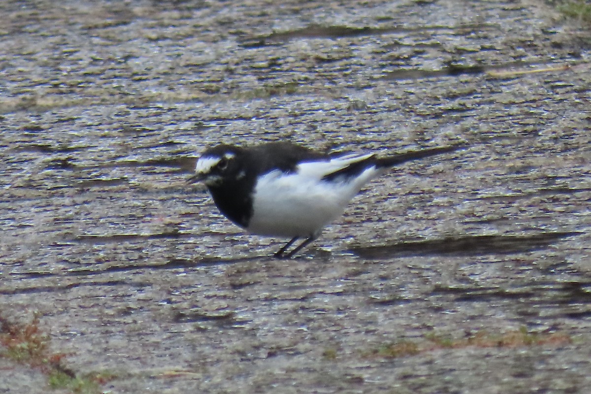 Japanese Wagtail - ML642956452