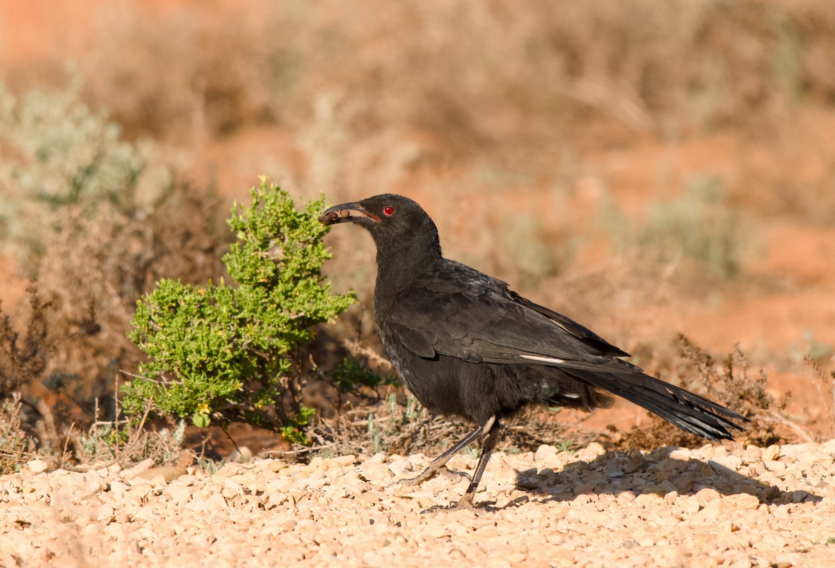 White-winged Chough - ML642956464