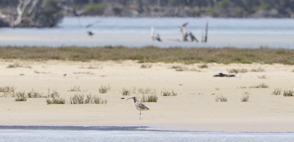 Мадагаскар тутгалжин - ML642956479
