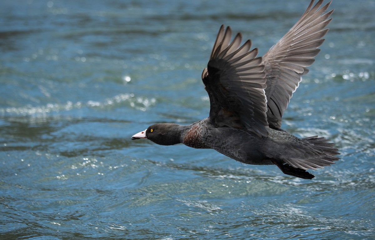 Pato Azul - ML642956487