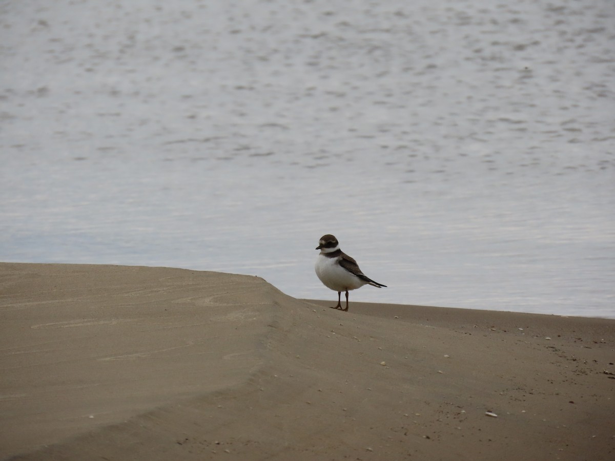 Common Ringed Plover - ML642956494