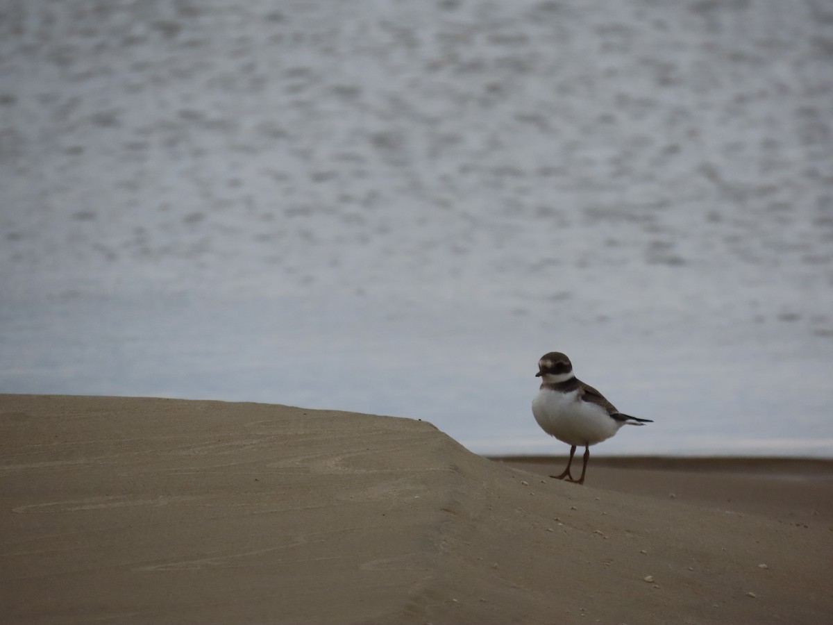 Common Ringed Plover - ML642956495