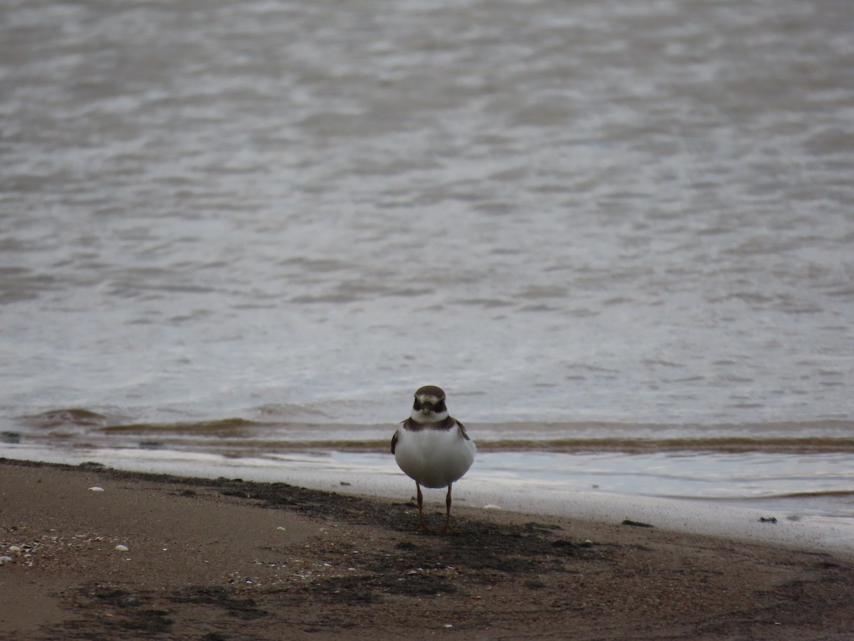 Common Ringed Plover - ML642956496