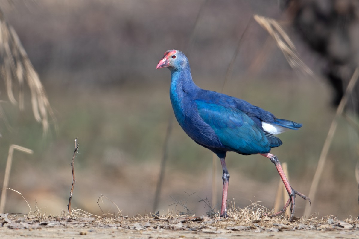 Gray-headed Swamphen - ML642956500