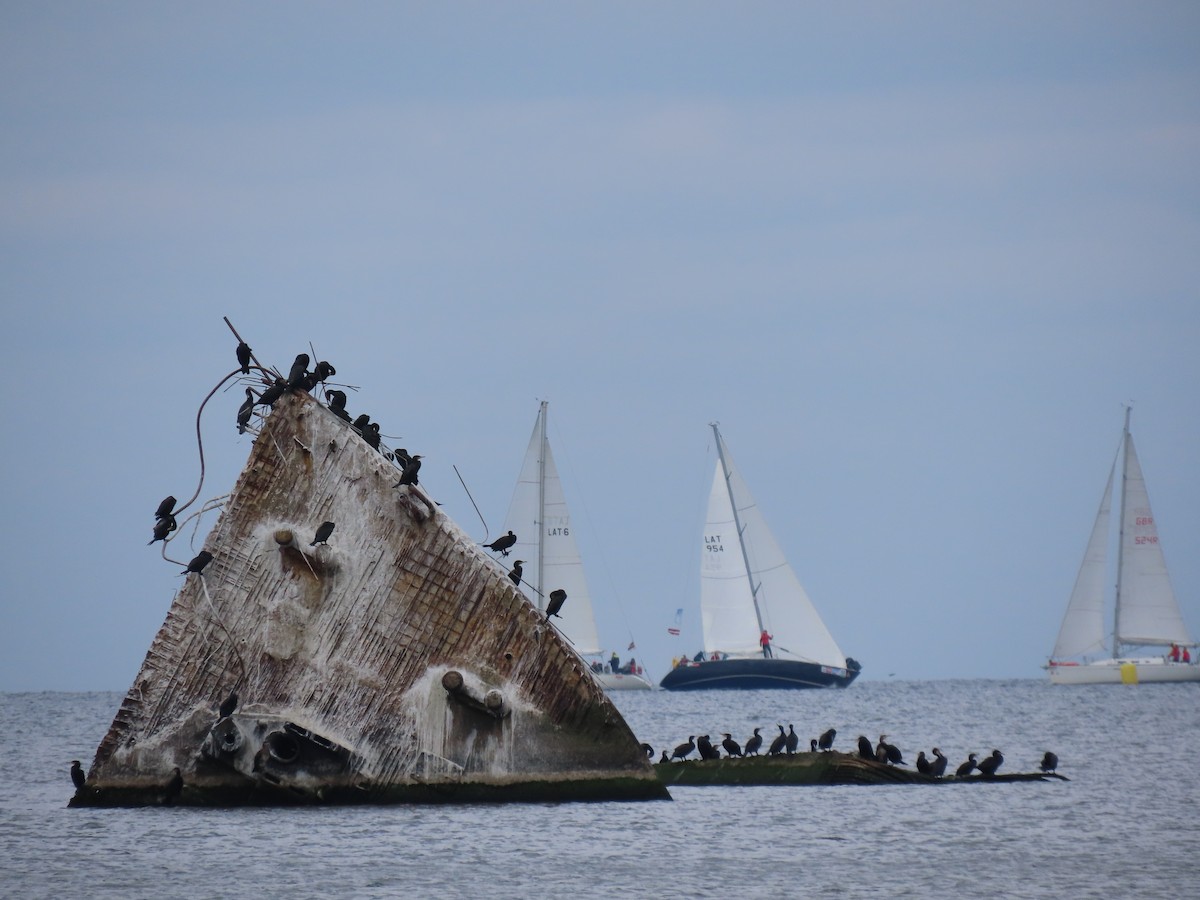 Great Cormorant - ML642956503