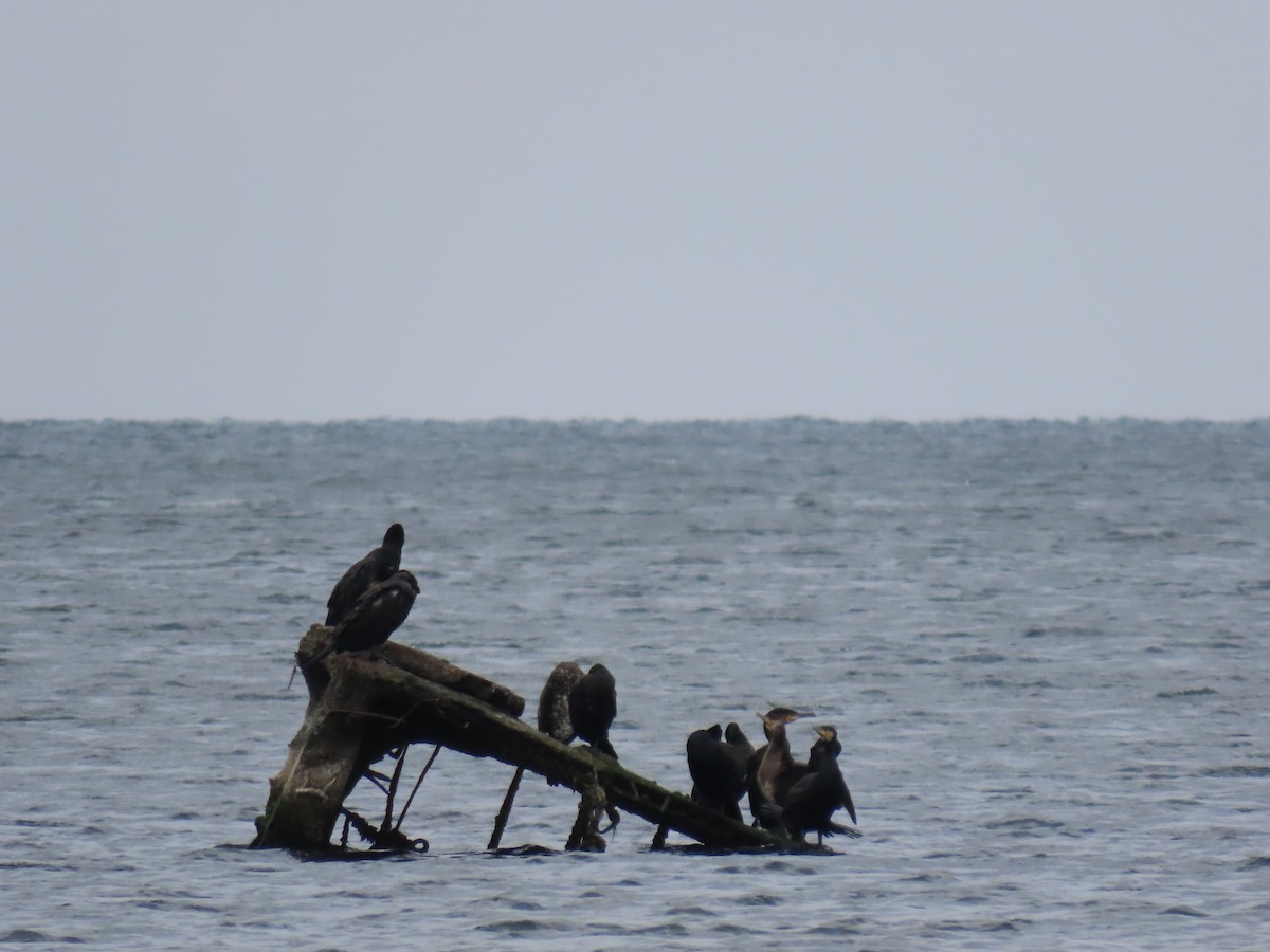 Great Cormorant - ML642956504