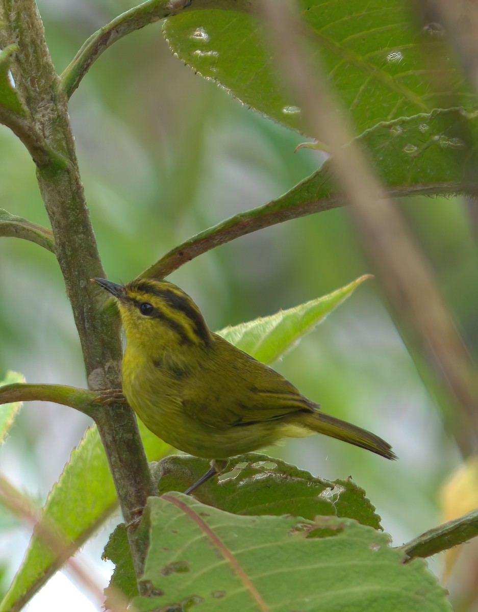 Mountain Leaf Warbler - ML642956511