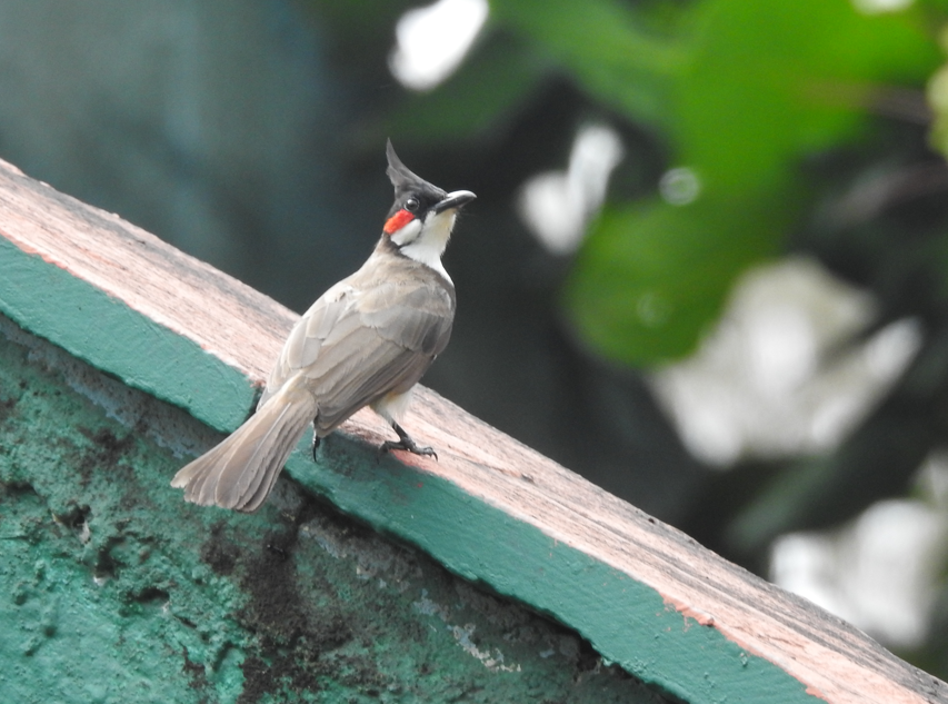 Bulbul orphée - ML642956517