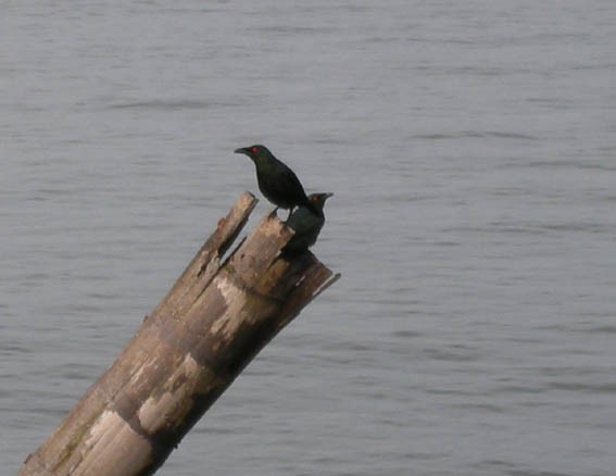 Asian Glossy Starling - ML642956520