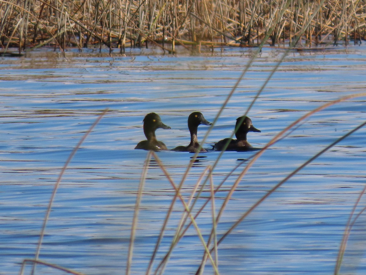 Tufted Duck - ML642956526