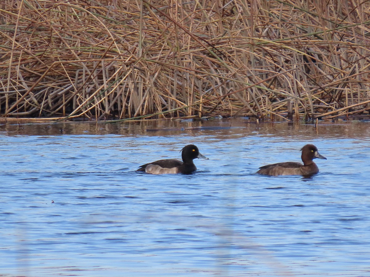 Tufted Duck - ML642956528
