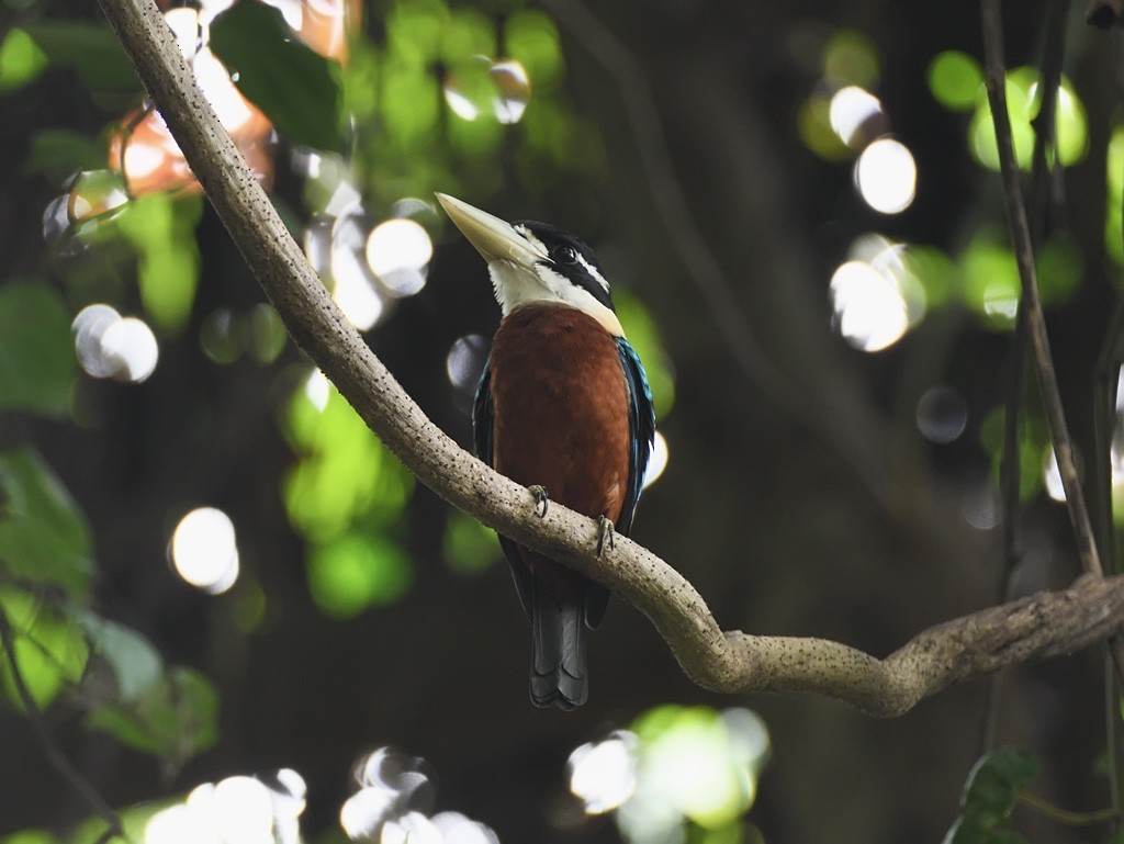 Rufous-bellied Kookaburra - ML642956529