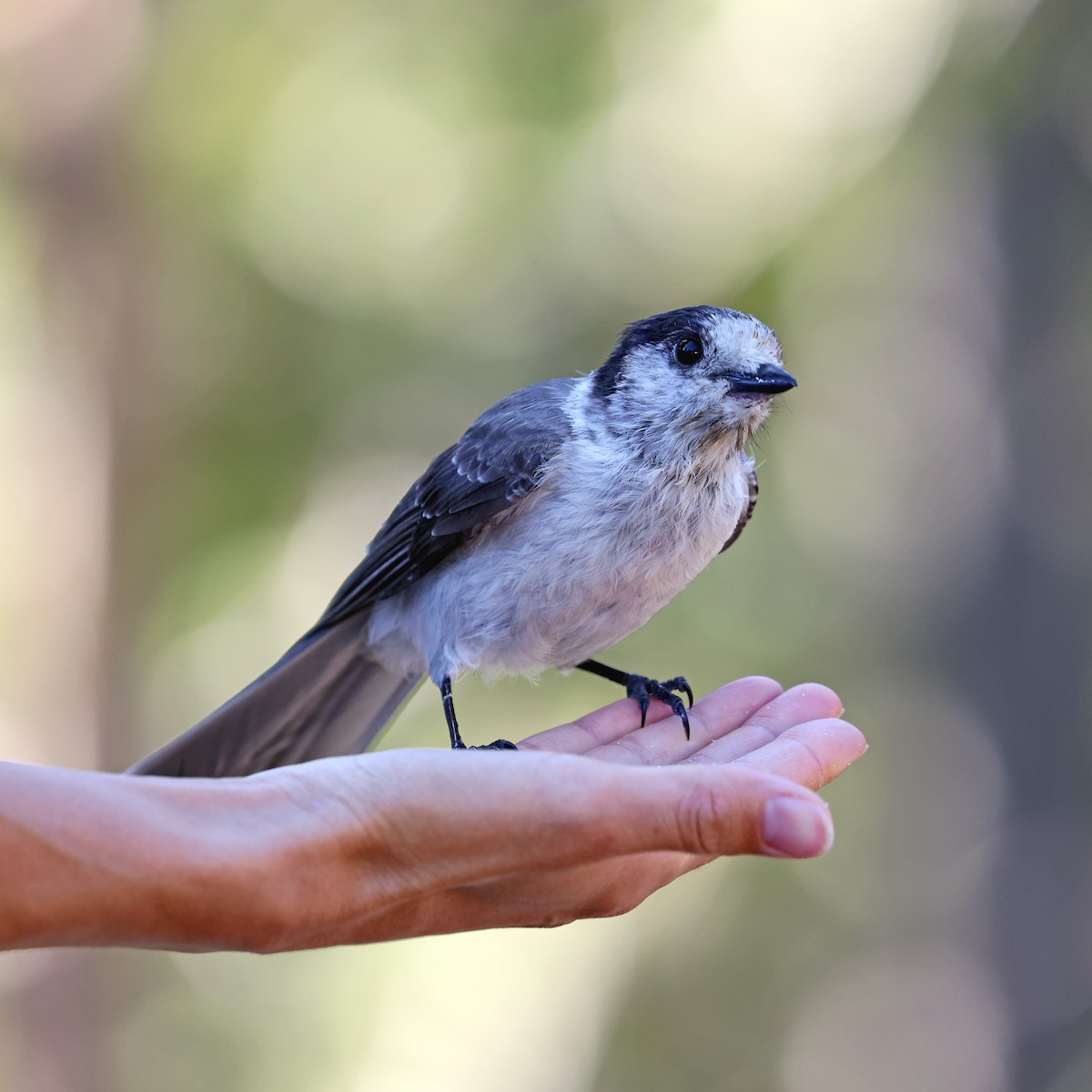 Canada Jay - ML642956536
