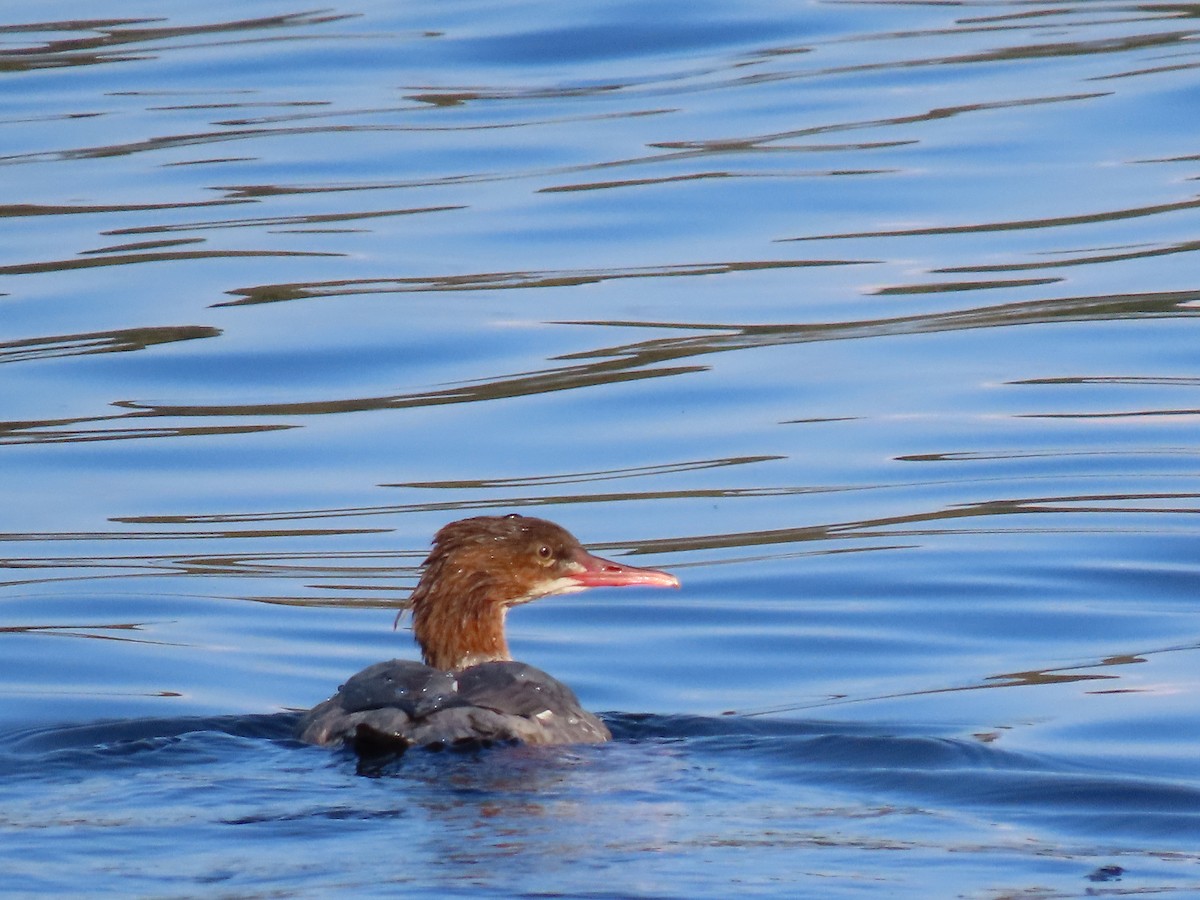 Common Merganser - ML642956542
