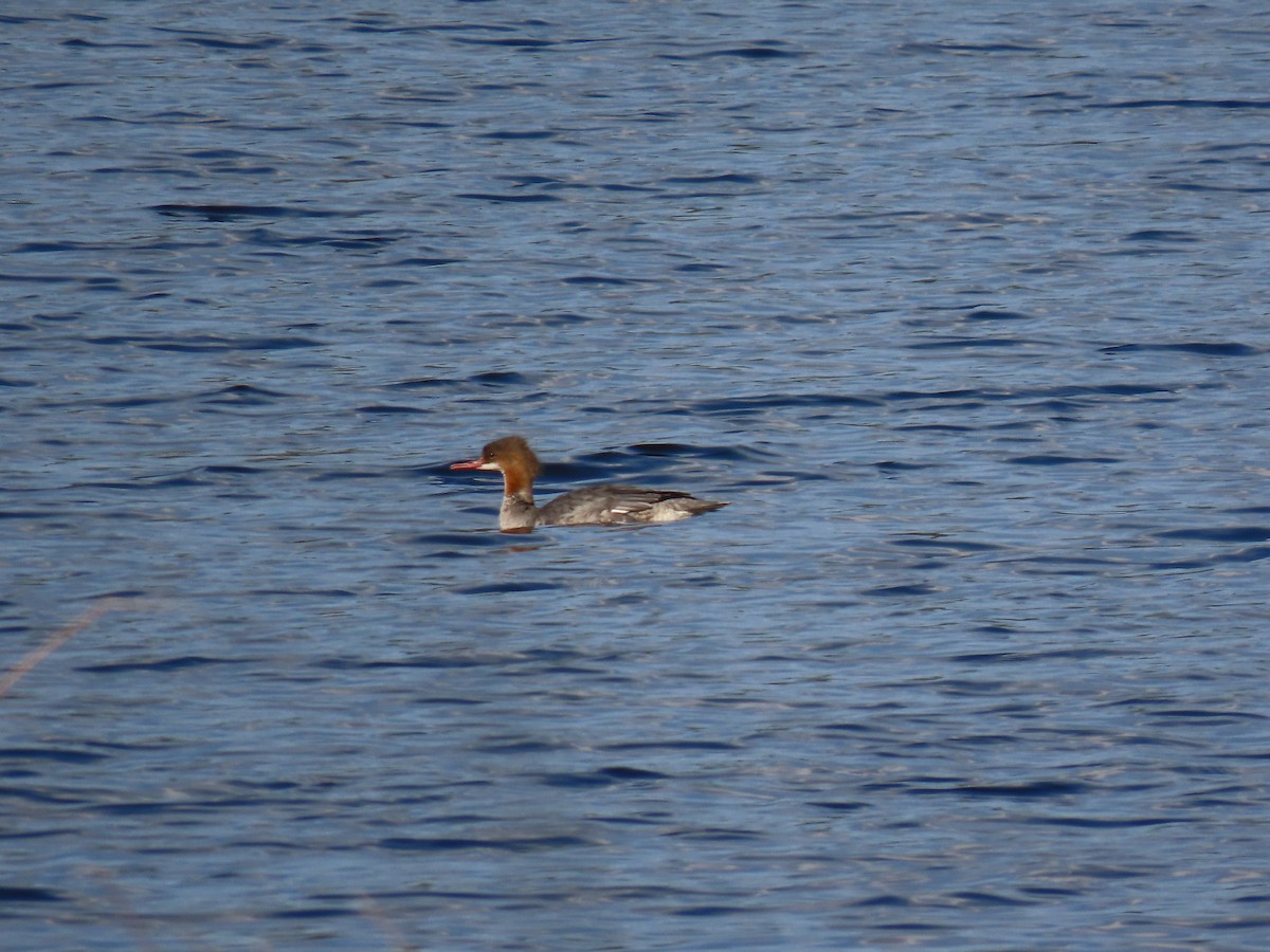 Common Merganser - Ludmila Savicka