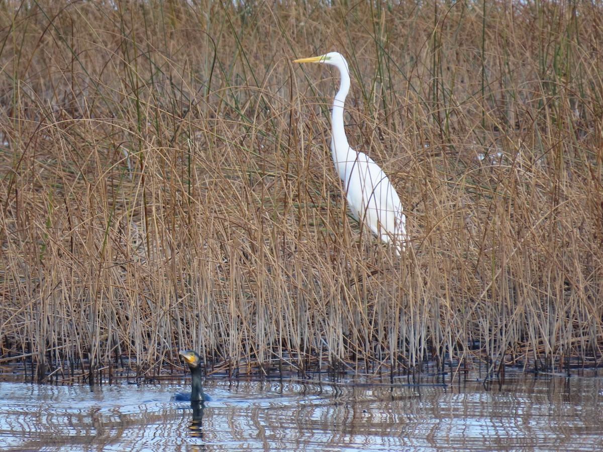 Great Egret - ML642956550