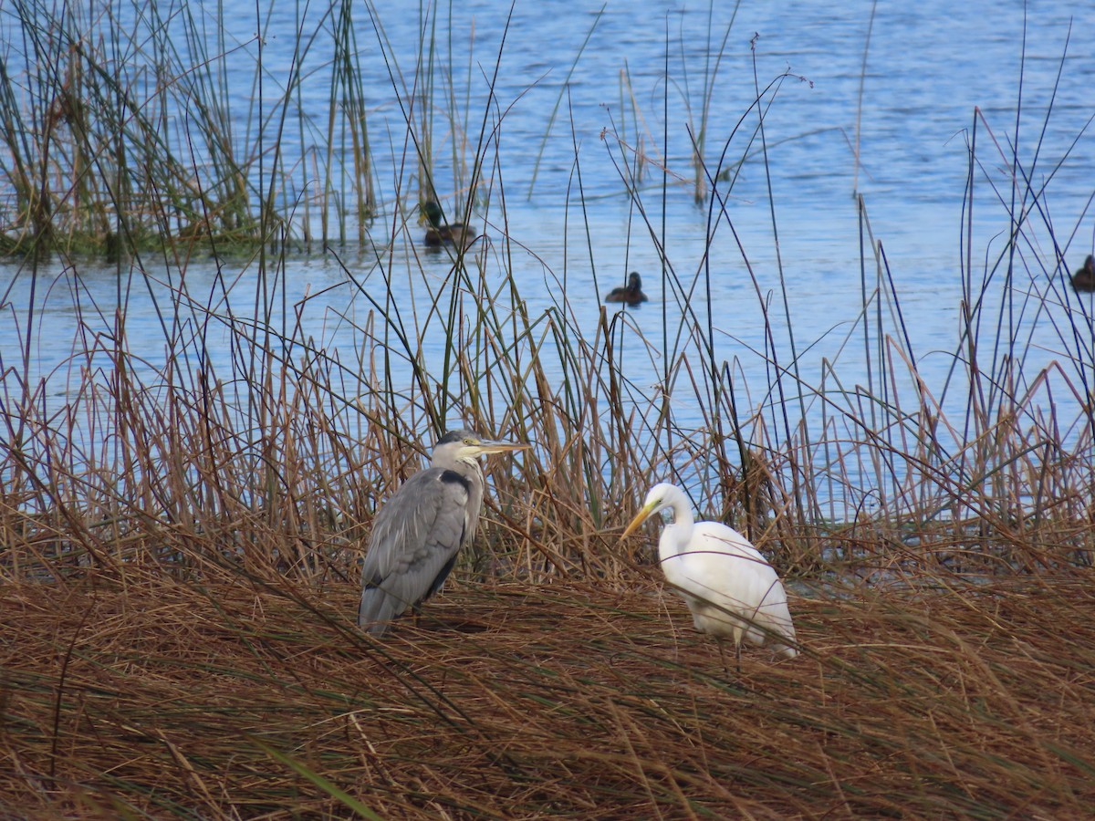 Great Egret - ML642956551