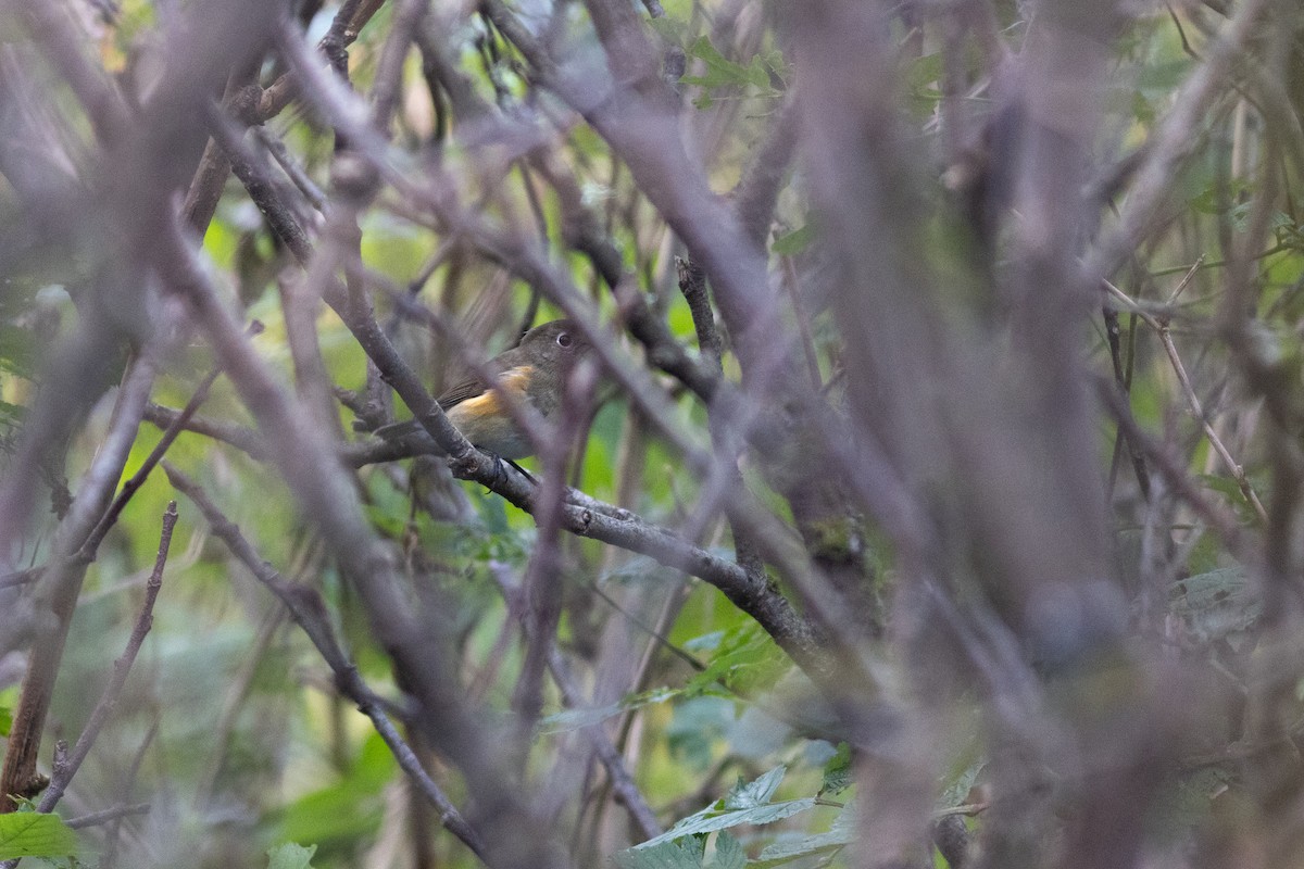 Robin à flancs roux - ML642956555